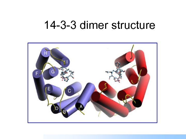 14 -3 -3 dimer structure 