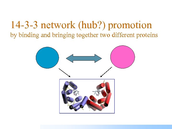 14 -3 -3 network (hub? ) promotion by binding and bringing together two different