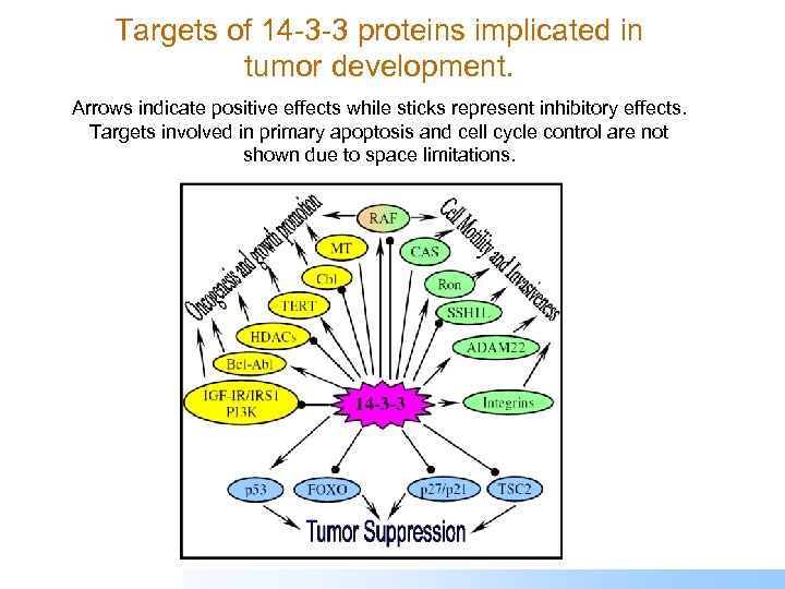 Targets of 14 -3 -3 proteins implicated in tumor development. Arrows indicate positive effects