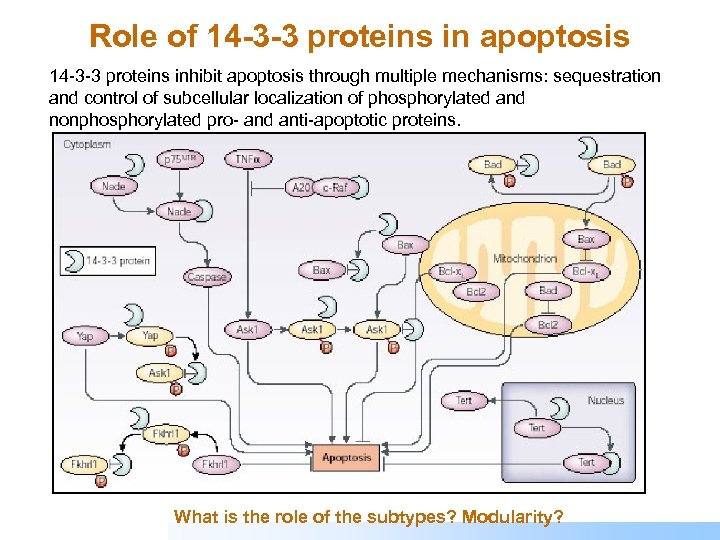Role of 14 -3 -3 proteins in apoptosis 14 -3 -3 proteins inhibit apoptosis