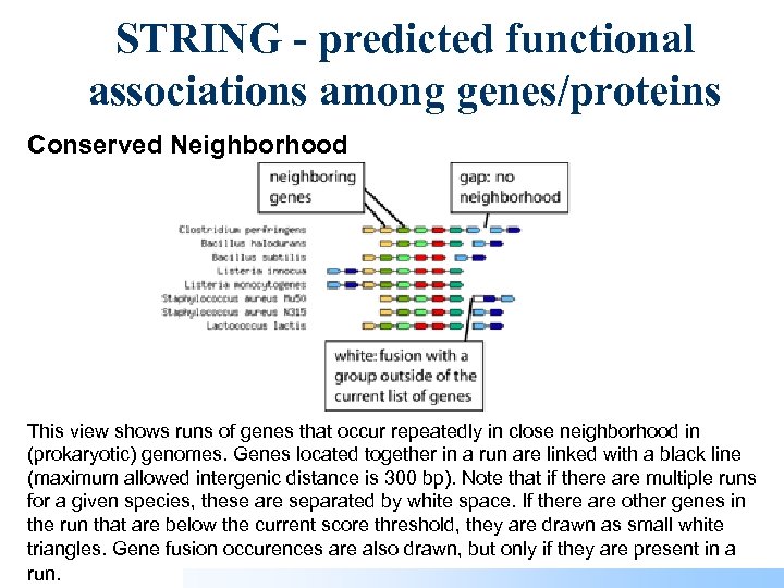 STRING - predicted functional associations among genes/proteins Conserved Neighborhood This view shows runs of