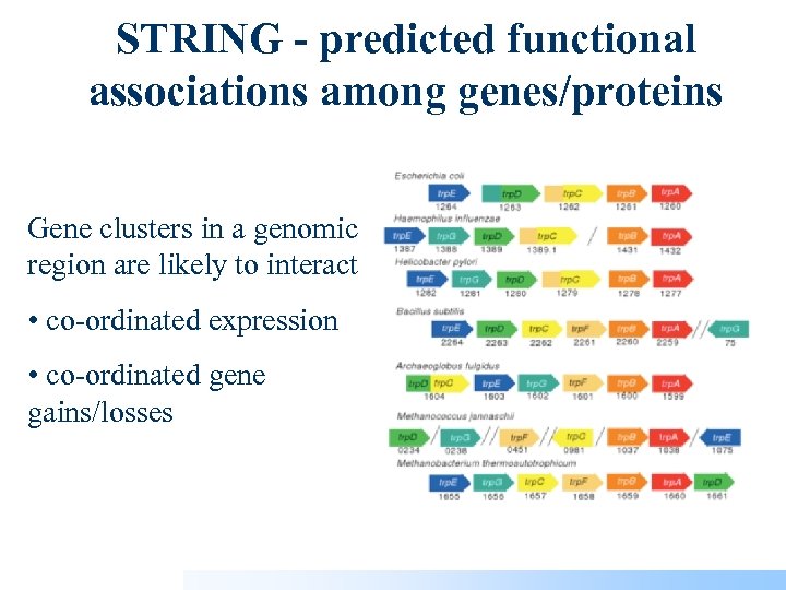 STRING - predicted functional associations among genes/proteins Gene clusters in a genomic region are