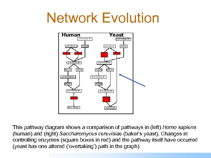 Network Evolution Human Yeast This pathway diagram shows a comparison of pathways in (left)
