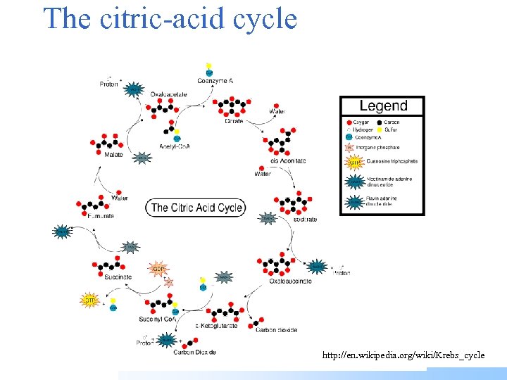 The citric-acid cycle http: //en. wikipedia. org/wiki/Krebs_cycle 