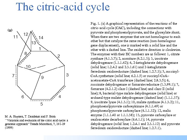 The citric-acid cycle M. A. Huynen, T. Dandekar and P. Bork ``Variation and evolution