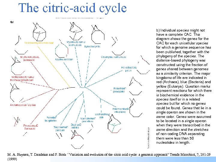 The citric-acid cycle b) Individual species might not have a complete CAC. This diagram