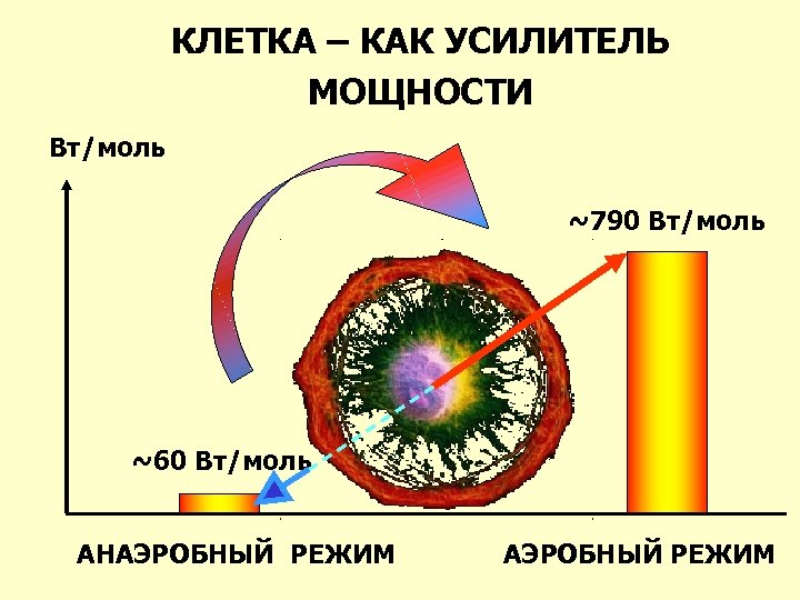 КЛЕТКА – КАК УСИЛИТЕЛЬ МОЩНОСТИ Вт/моль ~790 Вт/моль ~60 Вт/моль АНАЭРОБНЫЙ РЕЖИМ 