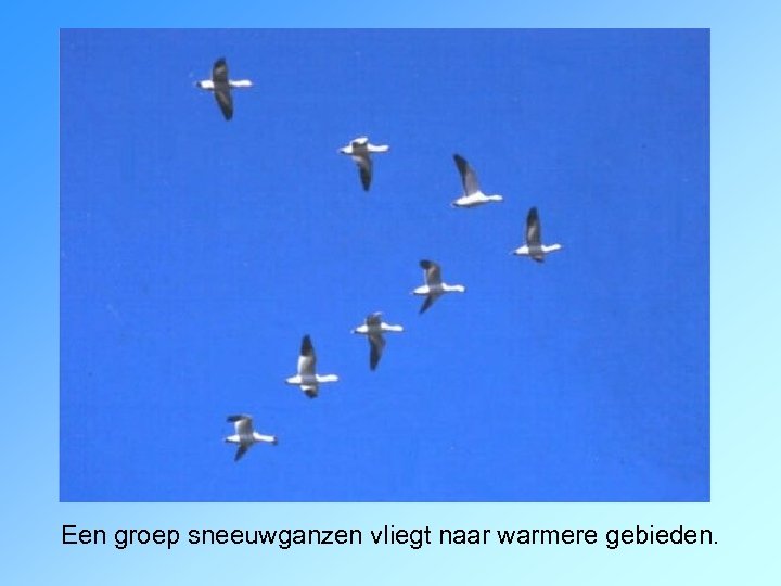 Een groep sneeuwganzen vliegt naar warmere gebieden. 