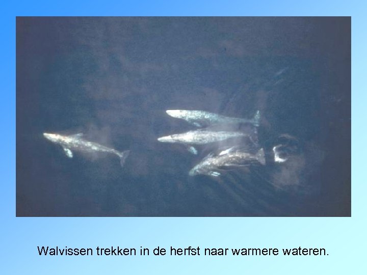 Walvissen trekken in de herfst naar warmere wateren. 