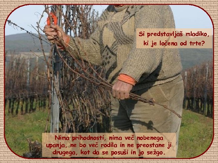 Si predstavljaš mladiko, ki je ločena od trte? Nima prihodnosti, nima več nobenega upanja,