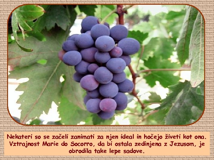 Nekateri so se začeli zanimati za njen ideal in hočejo živeti kot ona. Vztrajnost