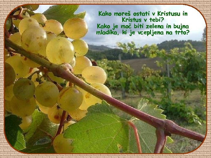 Kako moreš ostati v Kristusu in Kristus v tebi? Kako je moč biti zelena