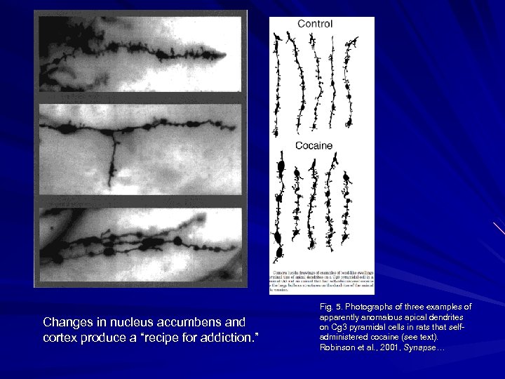 Changes in nucleus accumbens and cortex produce a “recipe for addiction. ” Fig. 5.