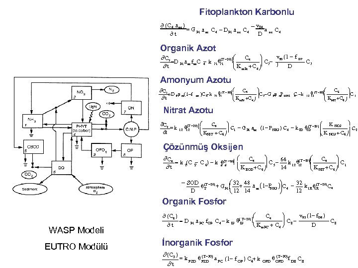 Fitoplankton Karbonlu (C 4 a nc ) v G P 1 a nc C