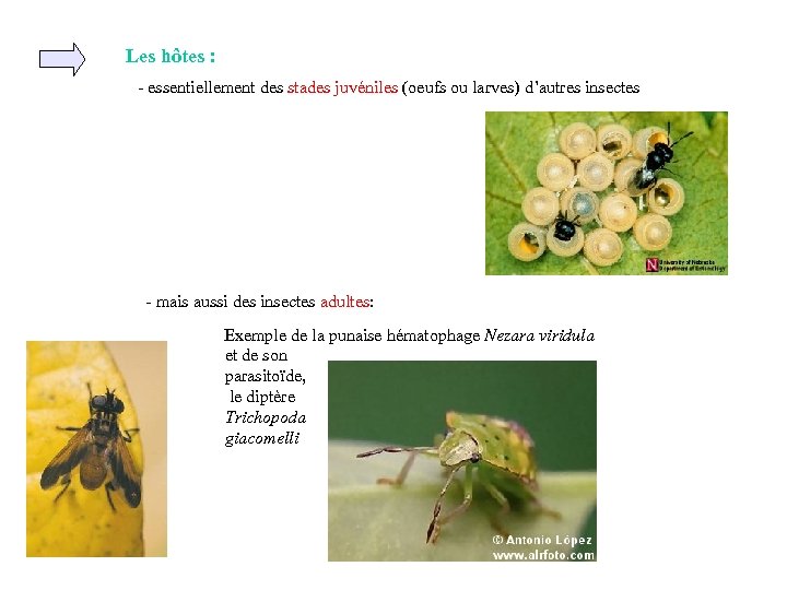 Les hôtes : - essentiellement des stades juvéniles (oeufs ou larves) d’autres insectes -