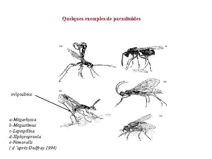 Quelques exemples de parasitoïdes ovipositeur a-Megarhyssa b-Megastimus c-Leptopilina d-Xiphyropronia e-Nemoralis ( d ’après Godfray