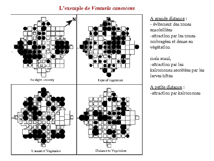 L’exemple de Venturia canescens A grande distance : - évitement des zones ensoleillées -attraction