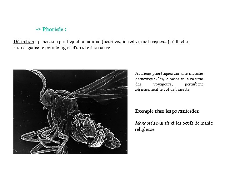-> Phorésie : Définition : processus par lequel un animal (acariens, insectes, mollusques. .