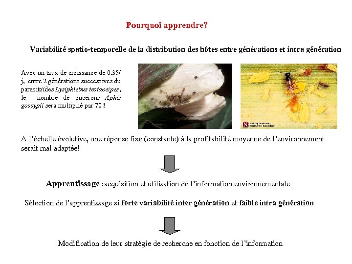 Pourquoi apprendre? Variabilité spatio-temporelle de la distribution des hôtes entre générations et intra génération