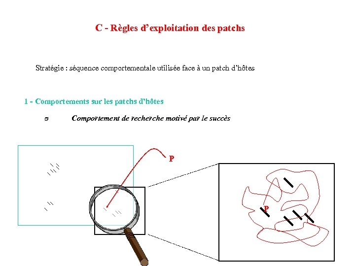 C - Règles d’exploitation des patchs Stratégie : séquence comportementale utilisée face à un