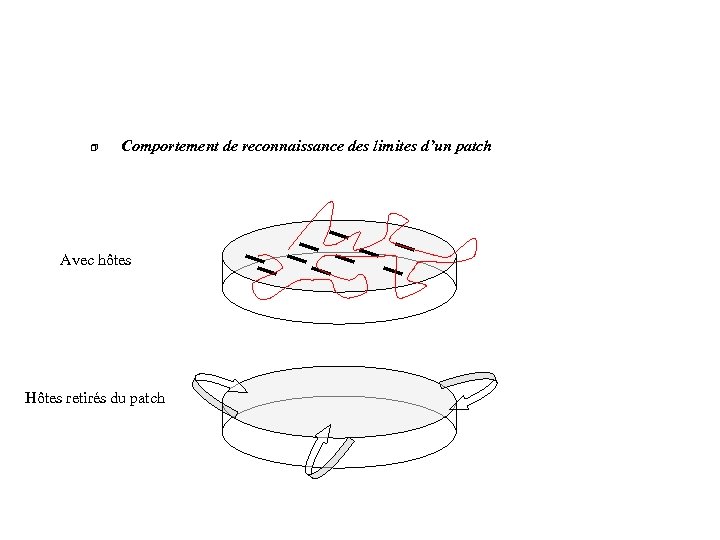 Comportement de reconnaissance des limites d’un patch Avec hôtes Hôtes retirés du patch 