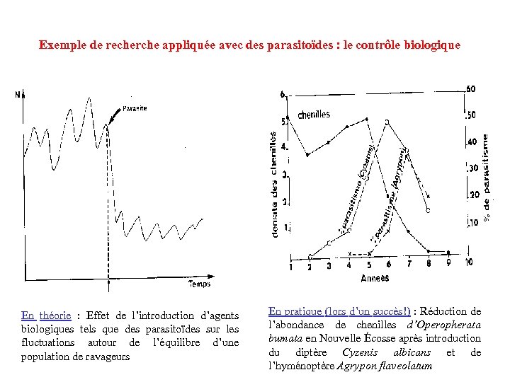 Exemple de recherche appliquée avec des parasitoïdes : le contrôle biologique En théorie :