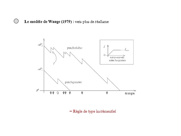 Le modèle de Waage (1979) : vers plus de réalisme = Règle de type