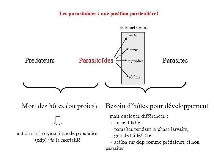 Les parasitoïdes : une position particulière! holométaboles œufs larves Prédateurs Parasitoïdes nymphes Parasites adultes