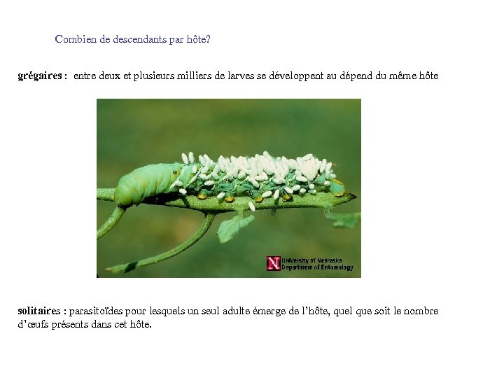 Combien de descendants par hôte? grégaires : entre deux et plusieurs milliers de larves