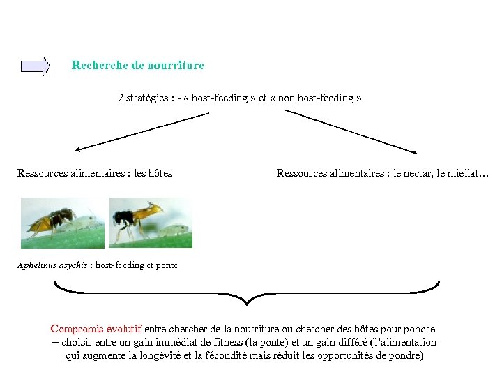 Recherche de nourriture 2 stratégies : - « host-feeding » et « non host-feeding