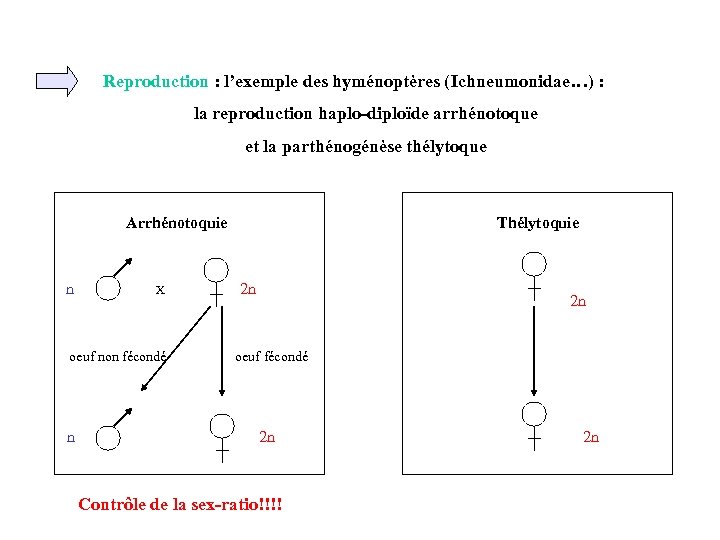 Reproduction : l’exemple des hyménoptères (Ichneumonidae…) : la reproduction haplo-diploïde arrhénotoque et la parthénogénèse