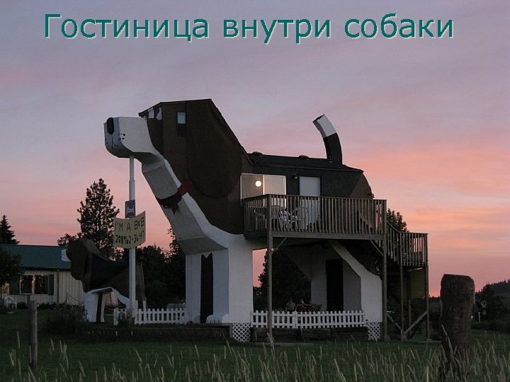 Гостиница внутри собаки 
