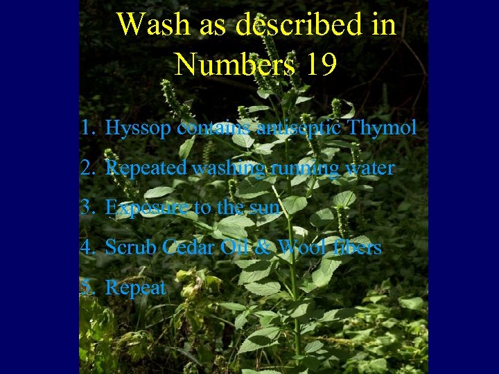 Wash as described in Numbers 19 Hyssop 1. Hyssop contains antiseptic Thymol 2. Repeated