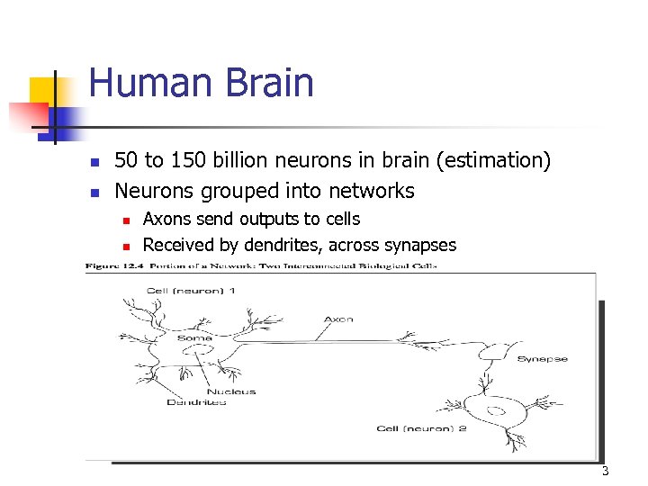Human Brain n n 50 to 150 billion neurons in brain (estimation) Neurons grouped