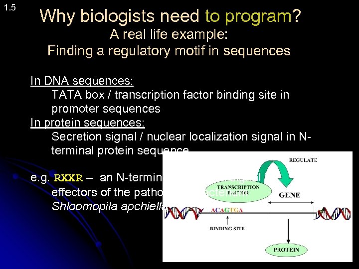 1. 5 Why biologists need to program? A real life example: Finding a regulatory