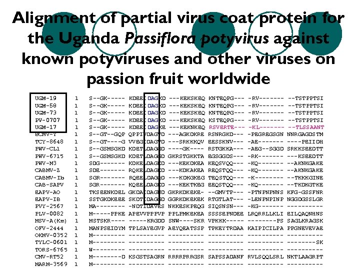 Alignment of partial virus coat protein for the Uganda Passiflora potyvirus against known potyviruses