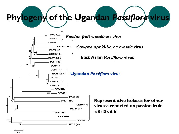 Phylogeny of the Ugandan Passiflora virus PWV-Au 2 100 Passion fruit woodiness virus PWV-CL