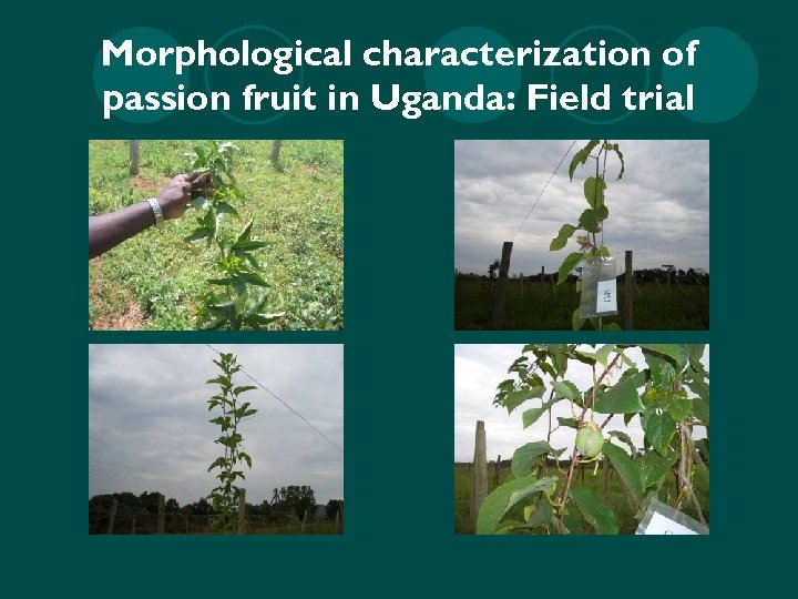 Morphological characterization of passion fruit in Uganda: Field trial 
