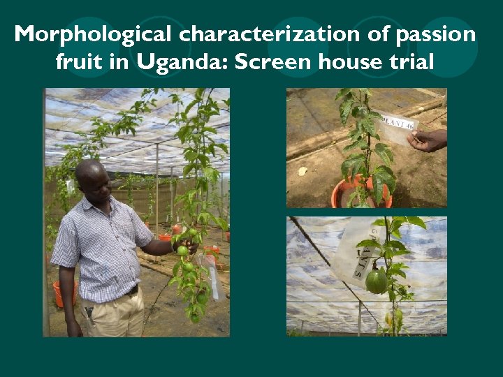 Morphological characterization of passion fruit in Uganda: Screen house trial 