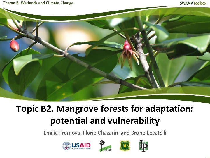 Topic B 2. Mangrove forests for adaptation: potential and vulnerability Emilia Pramova, Florie Chazarin