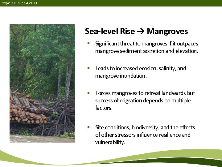 Topic B 2. Slide 4 of 21 Sea-level Rise → Mangroves § Significant threat