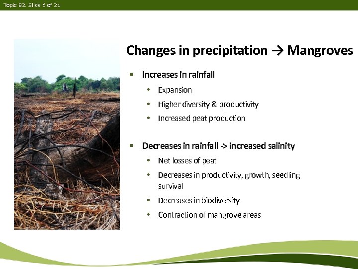 Topic B 2. Slide 6 of 21 Changes in precipitation → Mangroves § Increases