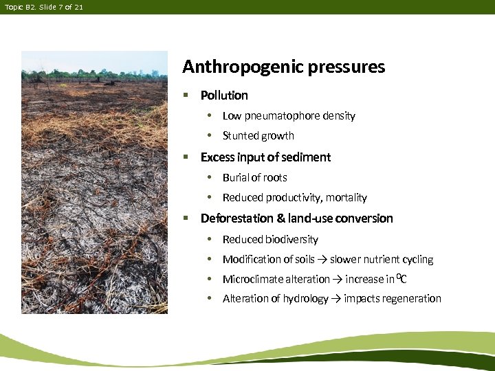 Topic B 2. Slide 7 of 21 Anthropogenic pressures § Pollution • Low pneumatophore