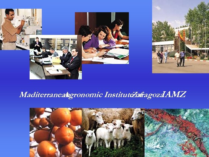Maditerranean Agronomic Institute of Zaragoza IAMZ 