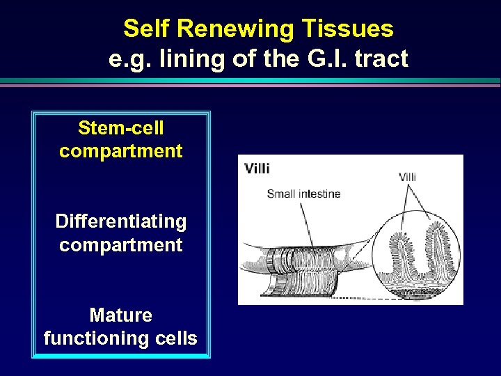 Self Renewing Tissues e. g. lining of the G. I. tract Stem-cell compartment Differentiating