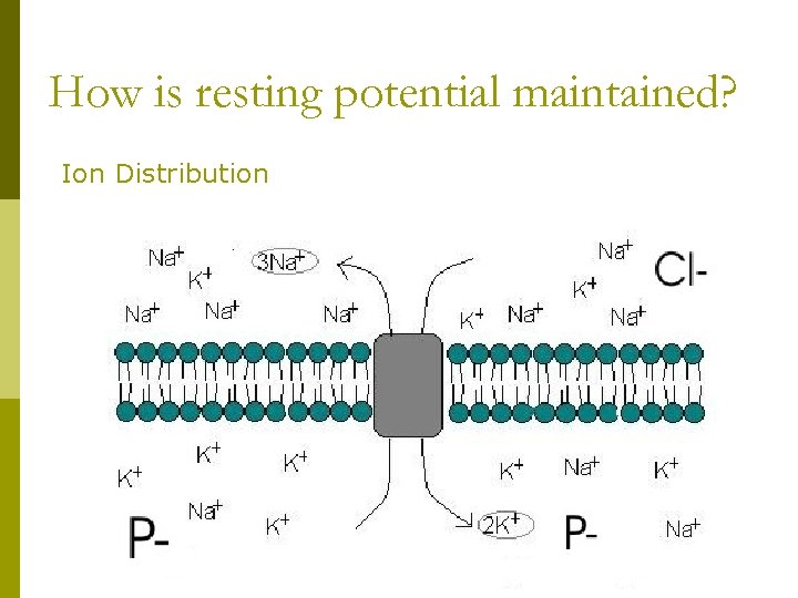 How is resting potential maintained? Ion Distribution 