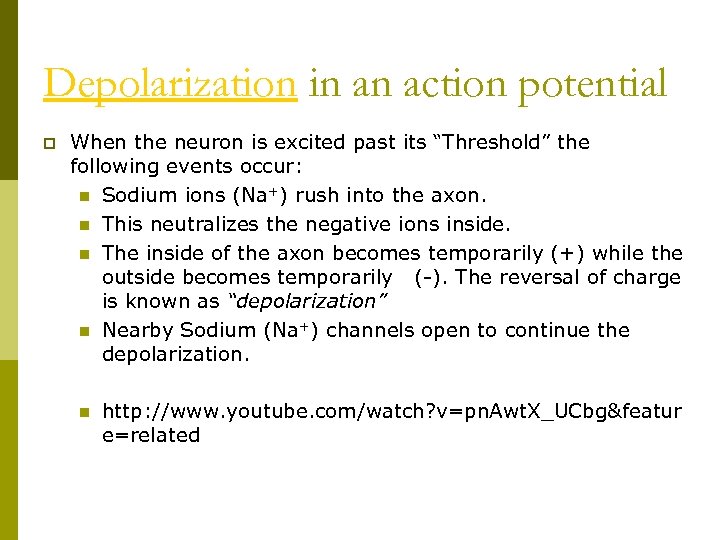 Depolarization in an action potential p When the neuron is excited past its “Threshold”
