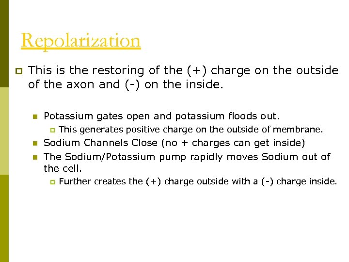 Repolarization p This is the restoring of the (+) charge on the outside of