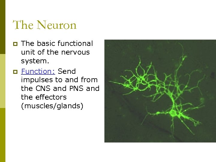 The Neuron p p The basic functional unit of the nervous system. Function: Send
