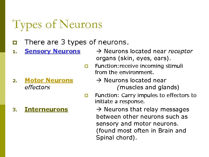 Types of Neurons p There are 3 types of neurons. 1. Sensory Neurons located